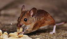 24 Hour & Emergency Exterminators in Port Washington, NY